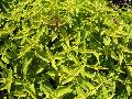 Dappled Apple Coleus / Solenostemon scutellarioides 